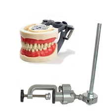 Dental Typodont  200 and Pole Mount Compatible w/ Kilgore Nissin Brand Teeth 