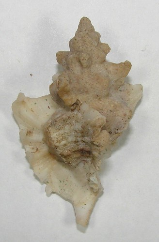 MUREX ERINACEOIDES 45.41mm BEAUTIFUL SPECIMEN Guaymas, Sonora, Mexico - Picture 2 of 2