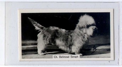 (Ja6833-100) Sinclair, Champion Dogs, Dandy Dinmont Terrier,1938#12
