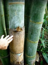 Dendrocalamus Calostachyus 10  Semi Giant,Bambu Raccolto 2025 Semi Fertili