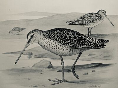 c1896 Antiker Vogeldruck DIE ROTBUSIGE SCHNEPFE Britische Vögel von F.W. Frohawk