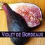 Violette-du-Bordeaux-FIG-TREE-Ficus-Carica-NEGRONNE-Petite-Live-sml-Potd-Plant