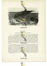 Porpoises, Animal Book Illustration (Print), c1916