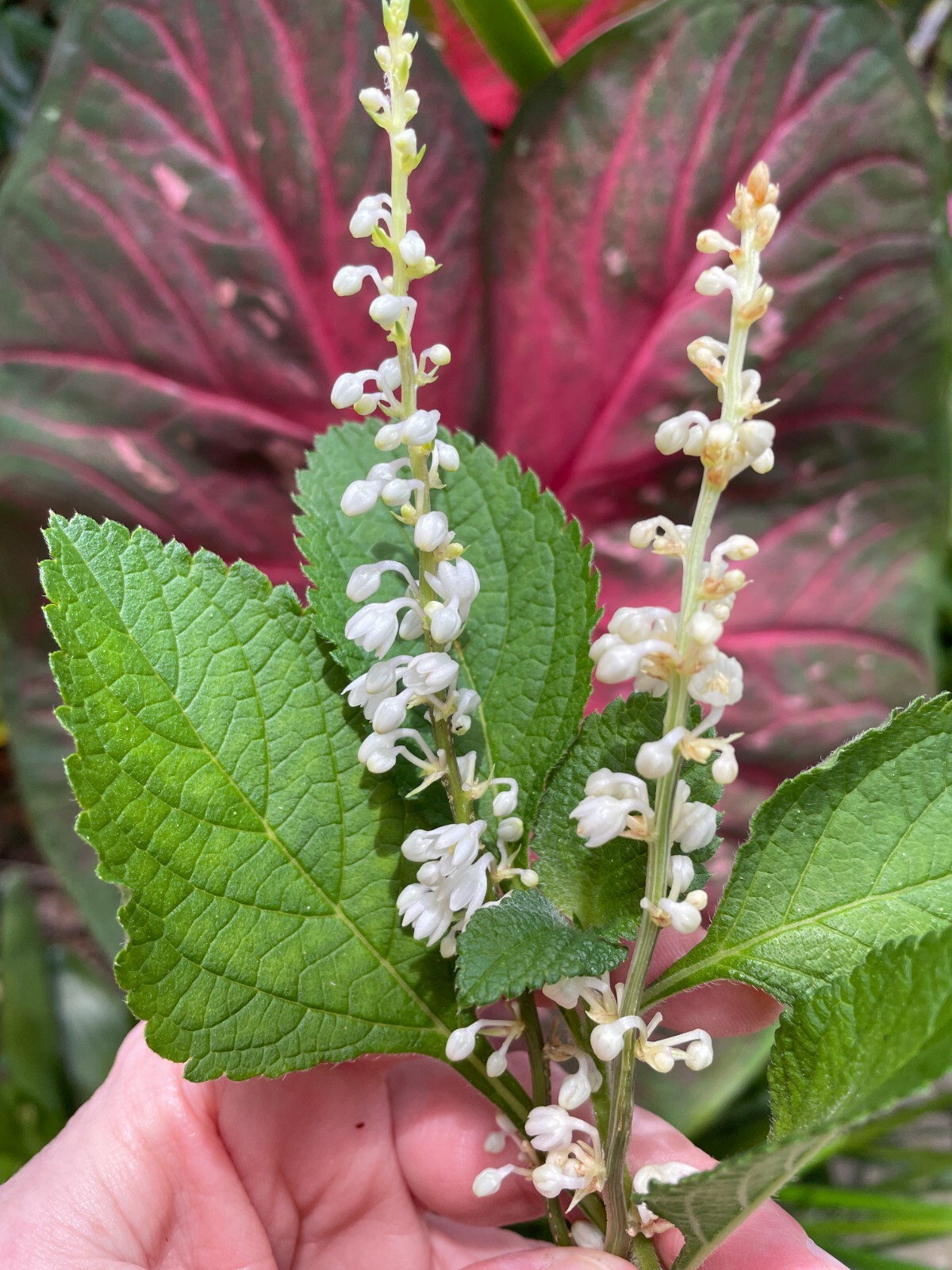Floral Ceramic Wall Art Sculpture, Botanical Bas Relief, Decorative