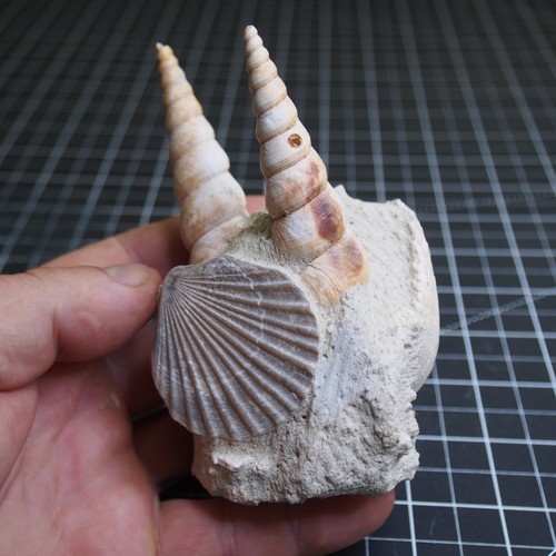 Turritella Gastropod Bivalve Composite Fossil Miocene France T3 - Picture 2 of 10