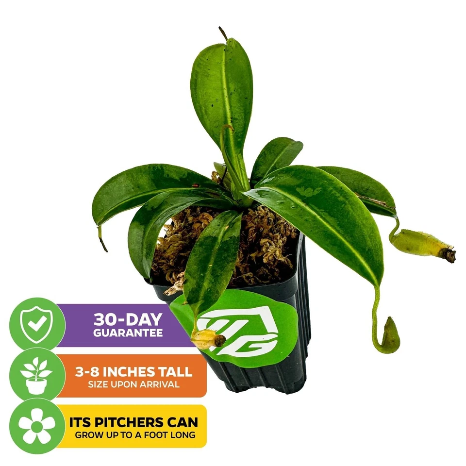 Planta jarra carnívora Miranda - Nepenthes miranda Foto 2 de 4