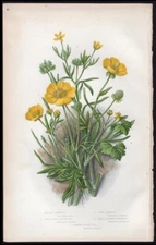 c1860's Anne Pratt Antique Color Print Ranunculus - Meadow Crowfoot etc
