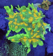 TNTcoral-Space Invader 3/4” Frag-WYSIWYG-Frag-Live Coral-Reeftank-LPS-SPS-ZOA