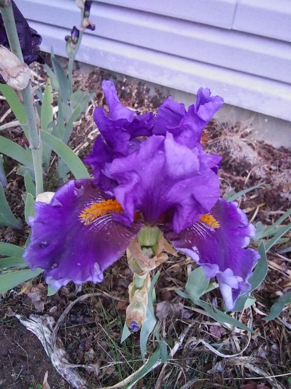 "Deep Dark Secret" Iris Rhizome