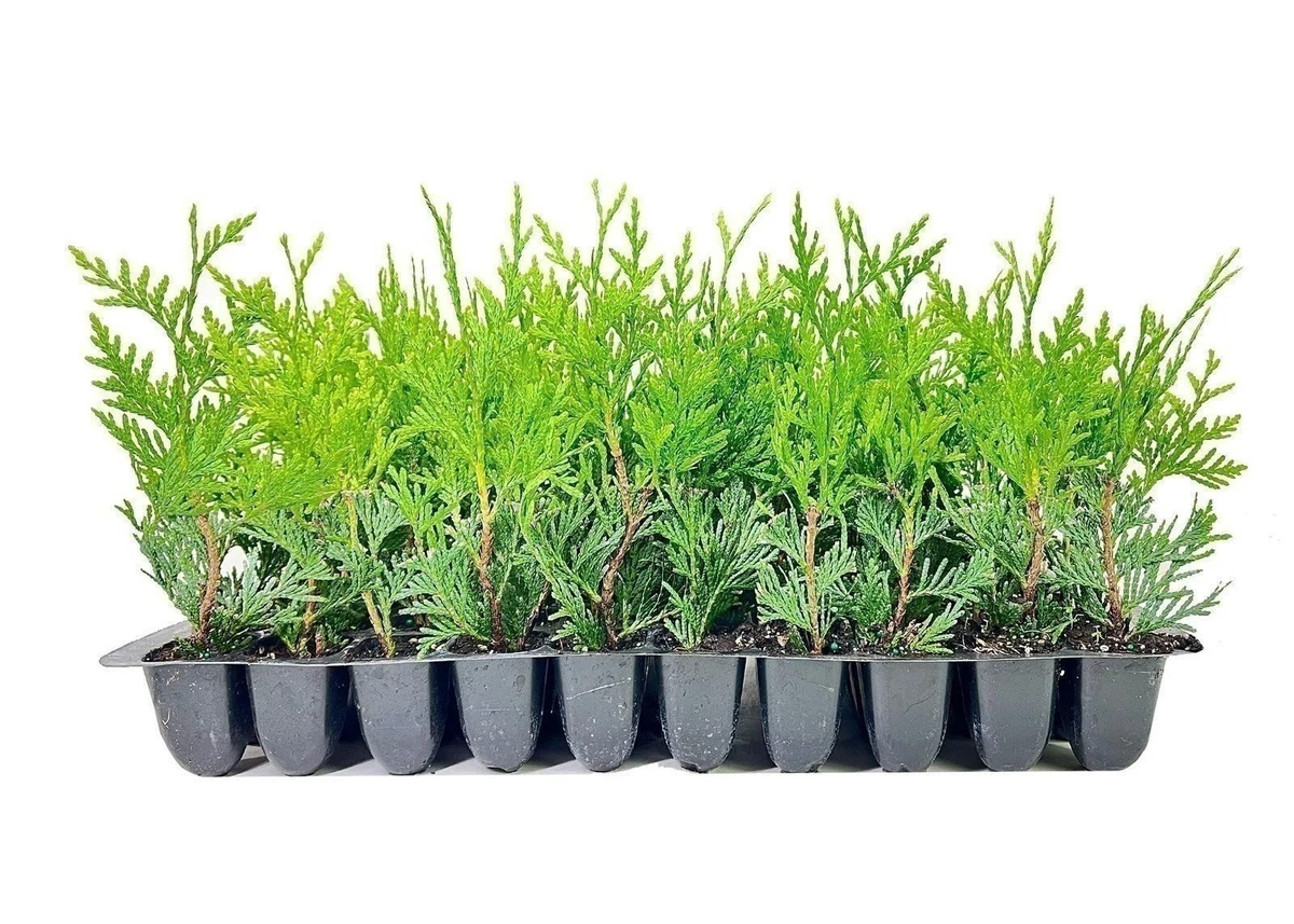 Thuja -      | eBay