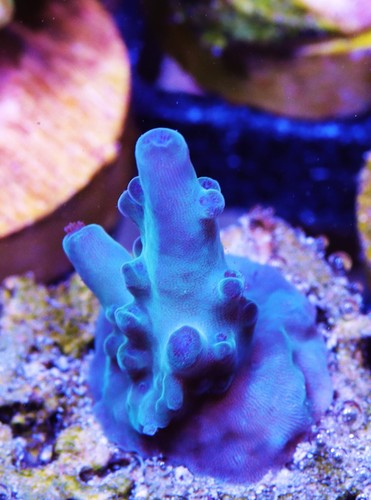 Mystery Acropora Frag Zoanthids Zoa Paly SPS LPS Corals, WYSIWYG