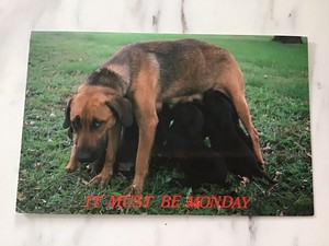 funny bloodhound