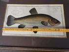 c1790 MARCUS ELIESER BLOCH THE SCHLEY Schlei Copperplate J.G. Schmidt + Kruger jun