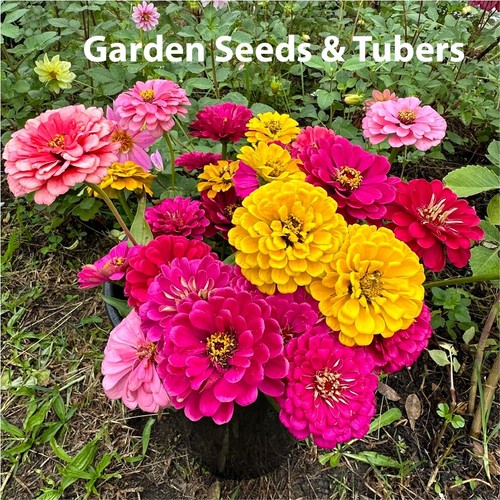 Zinnia Pink elegans “Exquisite” and double Regal Pink Rose 25 Mix Seeds - Picture 2 of 4