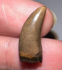 NANOTYRANNUS Fossil Dinosaur Tooth Tyrannosaurus rex T Rex relative! .74 Inches!