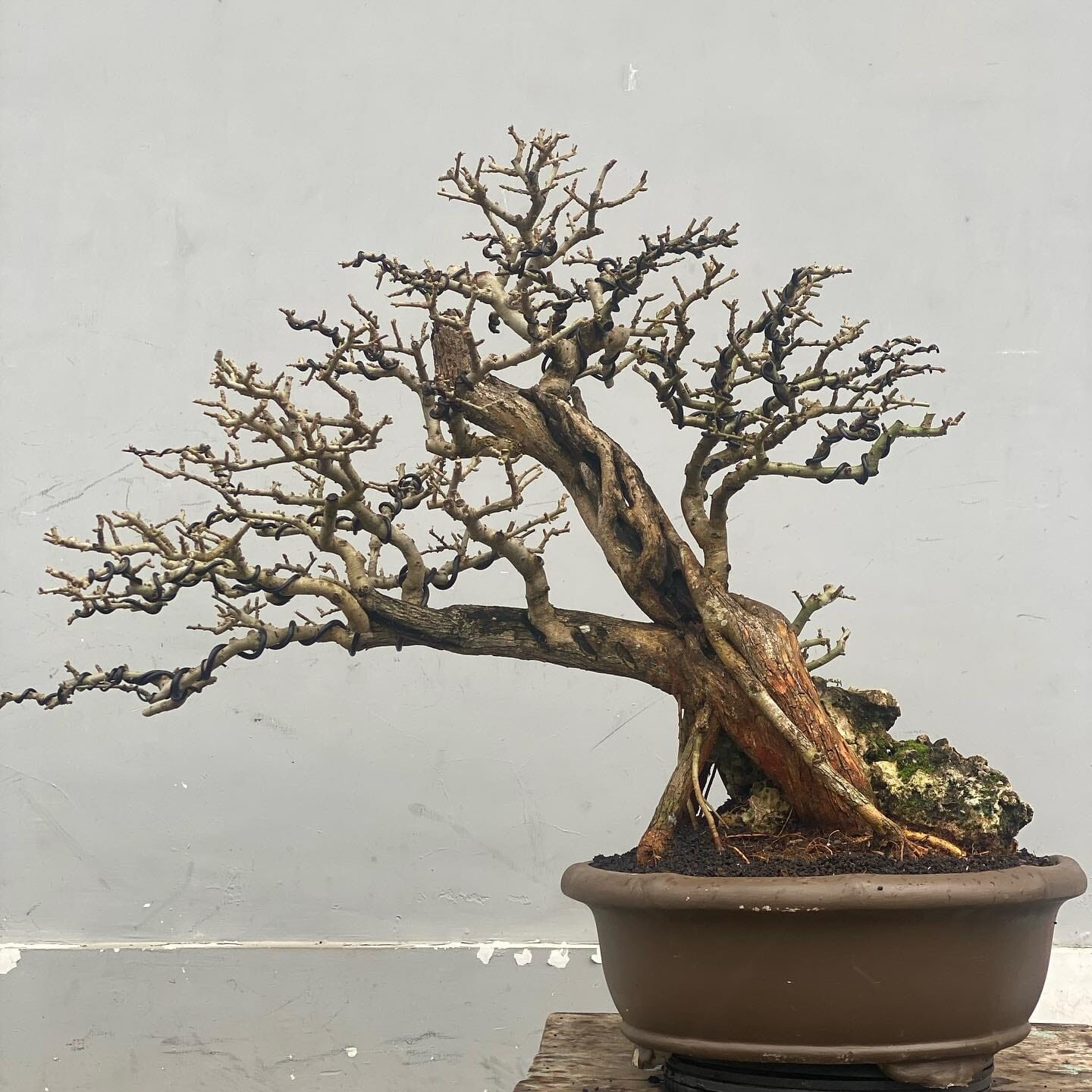 Actual plant Bonsai Cudrania Cochonchinensis old tree bonsai