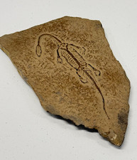 Keichousaurus hui Skeleton Fossil Plate Triassic Marine Reptile on Stone Slab