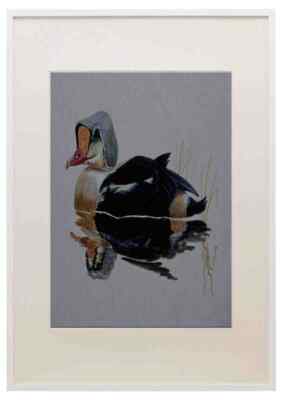 591015 König Eider Ente A3 A4 gerahmter Druck Bild
