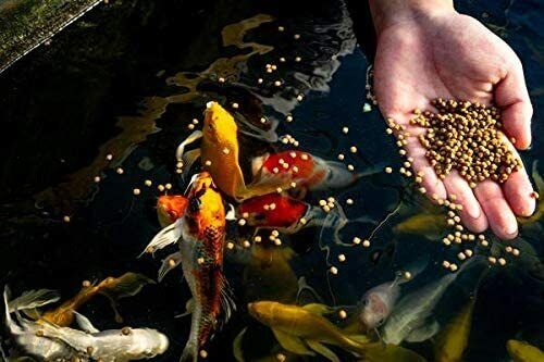 Blue Ridge Fish Food Probiotic Plus 3/16" Floating Pellet Koi and Goldfish - Picture 3 of 4