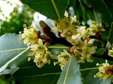 5 Laurus Nobilis - Bay Leaf Laurel - Rare Tropical Plant Tree Seeds  USA Seller