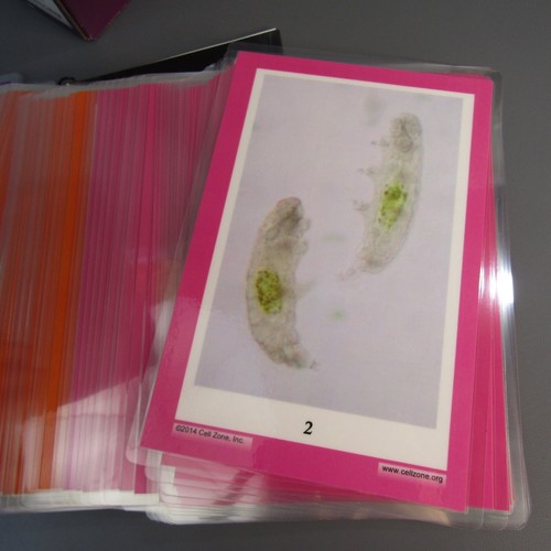 Cell Zone Diversity of Life Kit NEW High School & College Level Cladograms - Imagen 6 de 6