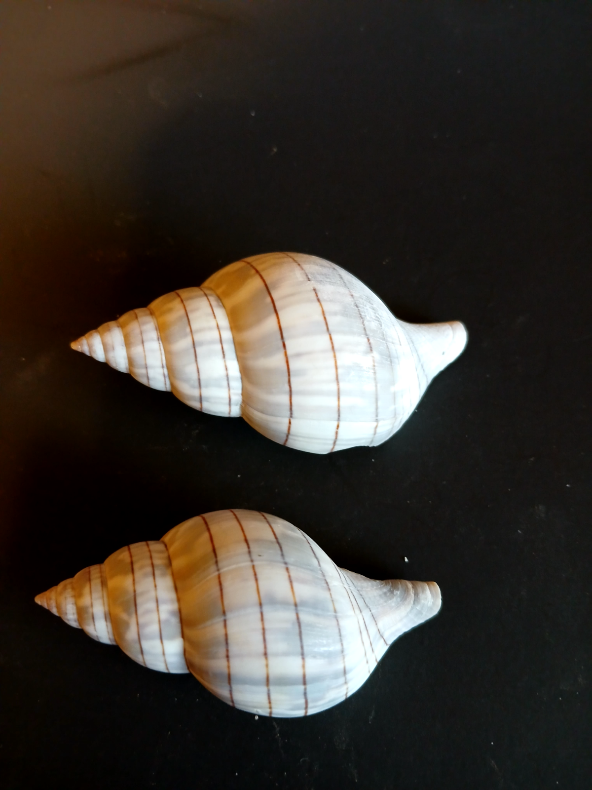 2 beautiful bluegray Banded Tulip specimen sea shells, 6775mm eBay