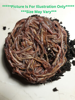 Manure Free Composting Worms_Shipped Free_Great Your Your Plants_ Order Today!