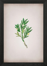 Two Edge Dendrobium Flower Framed Wall Art Poster Canvas Print Picture