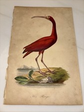 1843 Jardin Des Plantes-French-Botany, Birds, Anthropology-Color Plates-VG+
