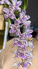 Rhynchonopsis Dragon Charmy - Fragrant Cascading Flowers 3&rdquo; Pot