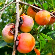 American Persimmon Tree Seeds |Diospyros Perennial Fruit Seed 2025 Fast Shipping