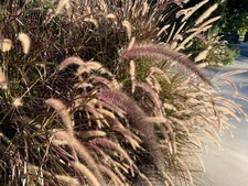Purple Ornamental Grass, Pennisetum, Dark Burgundy - 100+ fresh seeds - USA