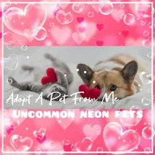 🌺🌸 Adopt (All Stuff FRM Me) Today! 🌸 🌟Uncommon🌟 🖤 NFR/NR/NEON 🌸🌺 