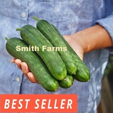 15 Seeds Merlin Cucumber Easy Vegetable Garden Planting Edible