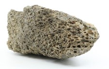 Tyrannosaurus rex T Rex Fossil w/ Trabecular Bone 2.5