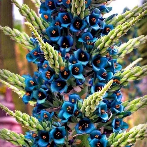 Puya alpestris torre de zafiro bromelia gigante aloe planta suculenta semilla 10 SEMILLAS - Imagen 1 de 1
