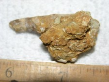 Dinosaur fossil tooth Spinosaurus Cretaceous Era bigger 1.5 inch long E18