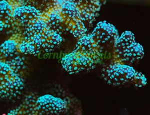Cornbred's Rainbow Stylo - Frag - LIVE CORAL