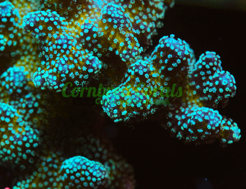 Cornbred's Rainbow Stylo - Frag - LIVE CORAL