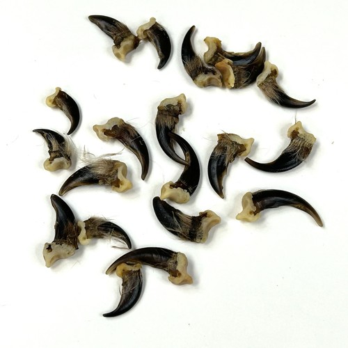 Lot Of 20 Assorted Real Coyote Claws Cleaned Unique Weird Goth Art Crafts #0432