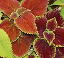 300 Coleus Rainbow Mix Seeds  Fresh Seeds  Free Shipping 
