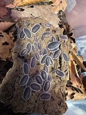 10ct Greek Shields Isopods