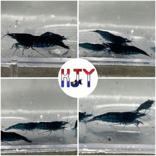 10 PK 2 DOA Ocean Blue Neocaridina Shrimp