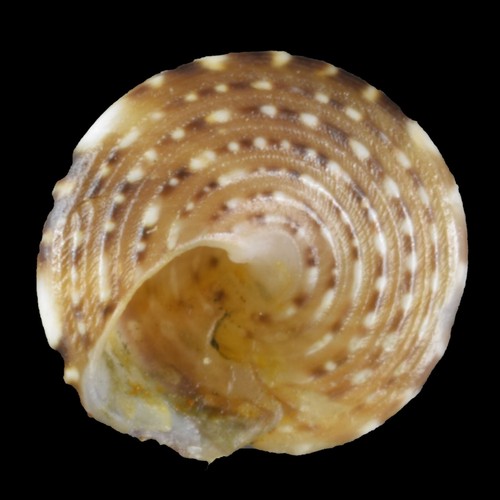 JUJUBINUS STRIATUS (Garbet, Girona, Spagna) 5,3 mm #46806 - Foto 3 di 3