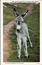 Friendly Baby Burro - Vintage Linen Postcard - Posted 1938 "Glad to See You"
