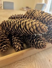 10 NORWAY SPRUCE LARGE Fir Pine Cones Christmas Decorations Crafts Display