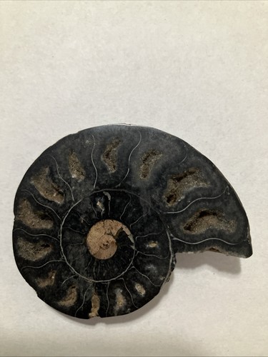 Ammonite Half
