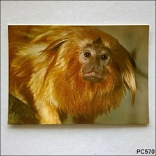 Golden Lion Tamarin Jersey Wildlife Preservation Trust Postcard (P570)