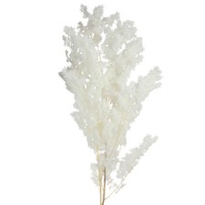Federspargel wei&szlig; konserviert 55-70cm Spargel Deko 100g