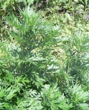 MUGWORT ORGANIC LONG CUT 1 OZ